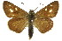  ( - 11ANIC-08261)  @11 [ ] CreativeCommons - Attribution (2011) ANIC/CBG Photography Group Centre for Biodiversity Genomics