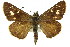  ( - 11ANIC-08262)  @11 [ ] CreativeCommons - Attribution (2011) ANIC/CBG Photography Group Centre for Biodiversity Genomics