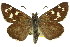  ( - 11ANIC-08302)  @13 [ ] CreativeCommons - Attribution (2011) ANIC/CBG Photography Group Centre for Biodiversity Genomics