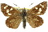  (Antipodia - 11ANIC-08305)  @15 [ ] CreativeCommons - Attribution (2011) ANIC/CBG Photography Group Centre for Biodiversity Genomics