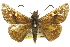  ( - 11ANIC-08307)  @11 [ ] CreativeCommons - Attribution (2011) ANIC/CBG Photography Group Centre for Biodiversity Genomics