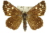  ( - 11ANIC-08309)  @13 [ ] CreativeCommons - Attribution (2011) ANIC/CBG Photography Group Centre for Biodiversity Genomics