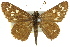  ( - 11ANIC-08310)  @11 [ ] CreativeCommons - Attribution (2011) ANIC/CBG Photography Group Centre for Biodiversity Genomics