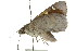  ( - 11ANIC-08316)  @12 [ ] CreativeCommons - Attribution (2011) ANIC/CBG Photography Group Centre for Biodiversity Genomics