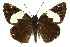 ( - 11ANIC-08335)  @11 [ ] CreativeCommons - Attribution (2011) ANIC/CBG Photography Group Centre for Biodiversity Genomics