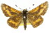  ( - 11ANIC-08342)  @11 [ ] CreativeCommons - Attribution (2011) ANIC/CBG Photography Group Centre for Biodiversity Genomics
