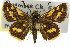  ( - 11ANIC-08357)  @13 [ ] CreativeCommons - Attribution (2011) ANIC/CBG Photography Group Centre for Biodiversity Genomics