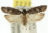 ( - 11ANIC-08362)  @11 [ ] CreativeCommons - Attribution (2011) ANIC/CBG Photography Group Centre for Biodiversity Genomics