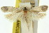  ( - 11ANIC-08376)  @11 [ ] CreativeCommons - Attribution (2011) ANIC/CBG Photography Group Centre for Biodiversity Genomics
