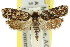  ( - 11ANIC-08396)  @13 [ ] CreativeCommons - Attribution (2011) ANIC/CBG Photography Group Centre for Biodiversity Genomics