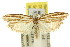  ( - 11ANIC-08419)  @11 [ ] CreativeCommons - Attribution (2011) ANIC/CBG Photography Group Centre for Biodiversity Genomics