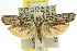  (Catoryctis - 11ANIC-08440)  @15 [ ] CreativeCommons - Attribution (2011) ANIC/CBG Photography Group Centre for Biodiversity Genomics