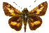  ( - 11ANIC-08474)  @11 [ ] CreativeCommons - Attribution (2011) ANIC/CBG Photography Group Centre for Biodiversity Genomics
