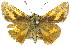  ( - 11ANIC-08497)  @12 [ ] CreativeCommons - Attribution (2011) ANIC/CBG Photography Group Centre for Biodiversity Genomics