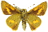  ( - 11ANIC-08498)  @11 [ ] CreativeCommons - Attribution (2011) ANIC/CBG Photography Group Centre for Biodiversity Genomics