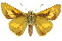  ( - 11ANIC-08499)  @11 [ ] CreativeCommons - Attribution (2011) ANIC/CBG Photography Group Centre for Biodiversity Genomics