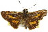  ( - 11ANIC-08506)  @11 [ ] CreativeCommons - Attribution (2011) ANIC/CBG Photography Group Centre for Biodiversity Genomics