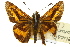  ( - 11ANIC-08508)  @11 [ ] CreativeCommons - Attribution (2011) ANIC/CBG Photography Group Centre for Biodiversity Genomics