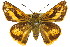  (Telicota colon - 11ANIC-08511)  @15 [ ] CreativeCommons - Attribution (2011) ANIC/CBG Photography Group Centre for Biodiversity Genomics