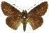  ( - 11ANIC-08520)  @11 [ ] CreativeCommons - Attribution (2011) ANIC/CBG Photography Group Centre for Biodiversity Genomics