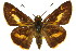  ( - 11ANIC-08522)  @11 [ ] CreativeCommons - Attribution (2011) ANIC/CBG Photography Group Centre for Biodiversity Genomics