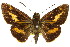  ( - 11ANIC-08523)  @11 [ ] CreativeCommons - Attribution (2011) ANIC/CBG Photography Group Centre for Biodiversity Genomics