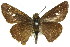  ( - 11ANIC-08536)  @13 [ ] CreativeCommons - Attribution (2011) ANIC/CBG Photography Group Centre for Biodiversity Genomics