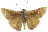  ( - 11ANIC-08539)  @13 [ ] CreativeCommons - Attribution (2011) ANIC/CBG Photography Group Centre for Biodiversity Genomics