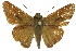  (Pelopidas lyelli - 11ANIC-08540)  @14 [ ] CreativeCommons - Attribution (2011) ANIC/CBG Photography Group Centre for Biodiversity Genomics