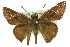  ( - 11ANIC-08541)  @13 [ ] CreativeCommons - Attribution (2011) ANIC/CBG Photography Group Centre for Biodiversity Genomics