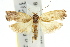  ( - 11ANIC-08553)  @11 [ ] CreativeCommons - Attribution (2011) ANIC/CBG Photography Group Centre for Biodiversity Genomics