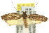  ( - 11ANIC-08557)  @13 [ ] CreativeCommons - Attribution (2011) ANIC/CBG Photography Group Centre for Biodiversity Genomics