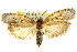  (Eschatura sp. ANIC2 - 11ANIC-08560)  @11 [ ] CreativeCommons - Attribution (2011) ANIC/CBG Photography Group Centre for Biodiversity Genomics