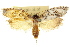  ( - 11ANIC-08562)  @11 [ ] CreativeCommons - Attribution (2011) ANIC/CBG Photography Group Centre for Biodiversity Genomics