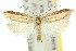  ( - 11ANIC-08564)  @11 [ ] CreativeCommons - Attribution (2011) ANIC/CBG Photography Group Centre for Biodiversity Genomics