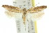  ( - 11ANIC-08565)  @11 [ ] CreativeCommons - Attribution (2011) ANIC/CBG Photography Group Centre for Biodiversity Genomics