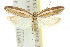 ( - 11ANIC-08566)  @11 [ ] CreativeCommons - Attribution (2011) ANIC/CBG Photography Group Centre for Biodiversity Genomics