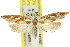  ( - 11ANIC-08574)  @11 [ ] CreativeCommons - Attribution (2011) ANIC/CBG Photography Group Centre for Biodiversity Genomics