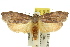  ( - 11ANIC-08587)  @12 [ ] CreativeCommons - Attribution (2011) ANIC/CBG Photography Group Centre for Biodiversity Genomics