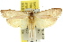  ( - 11ANIC-08588)  @12 [ ] CreativeCommons - Attribution (2011) ANIC/CBG Photography Group Centre for Biodiversity Genomics