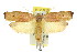  ( - 11ANIC-08590)  @14 [ ] CreativeCommons - Attribution (2011) ANIC/CBG Photography Group Centre for Biodiversity Genomics