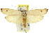  ( - 11ANIC-08591)  @14 [ ] CreativeCommons - Attribution (2011) ANIC/CBG Photography Group Centre for Biodiversity Genomics