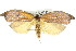  (Eschatura lemurias - 11ANIC-08604)  @14 [ ] CreativeCommons - Attribution (2011) ANIC/CBG Photography Group Centre for Biodiversity Genomics