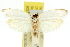  ( - 11ANIC-08611)  @11 [ ] CreativeCommons - Attribution (2011) ANIC/CBG Photography Group Centre for Biodiversity Genomics