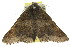  ( - 11ANIC-08616)  @14 [ ] CreativeCommons - Attribution (2011) ANIC/CBG Photography Group Centre for Biodiversity Genomics