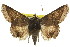  ( - 11ANIC-08621)  @15 [ ] CreativeCommons - Attribution (2011) ANIC/CBG Photography Group Centre for Biodiversity Genomics