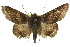  ( - 11ANIC-08622)  @15 [ ] CreativeCommons - Attribution (2011) ANIC/CBG Photography Group Centre for Biodiversity Genomics