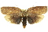  ( - 11ANIC-08631)  @15 [ ] CreativeCommons - Attribution (2011) ANIC/CBG Photography Group Centre for Biodiversity Genomics