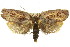  ( - 11ANIC-08633)  @11 [ ] CreativeCommons - Attribution (2011) ANIC/CBG Photography Group Centre for Biodiversity Genomics