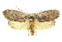  ( - 11ANIC-08640)  @11 [ ] CreativeCommons - Attribution (2011) ANIC/CBG Photography Group Centre for Biodiversity Genomics